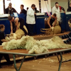 shearing at Bendigo